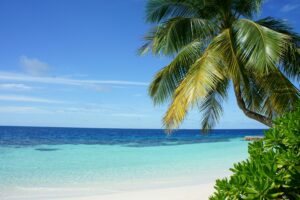 En palm på en tropisk strand med vit sand och klart turkost vatten under en blå himmel. Perfekt för att jobba utomlands sommaren 2024.